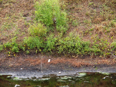 [The nest appears to be about five feet from the water's edge. The three eggs lined up are in line with the nest above it while the one egg closest to the water is off to the right side of the nest by about nine inches.]